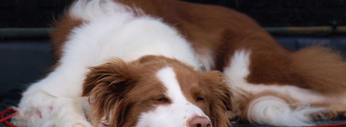 Doggy Chillin