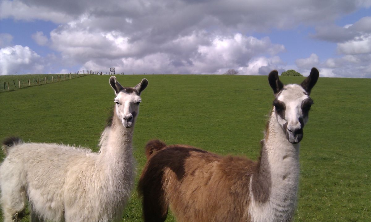 Lamont Farm